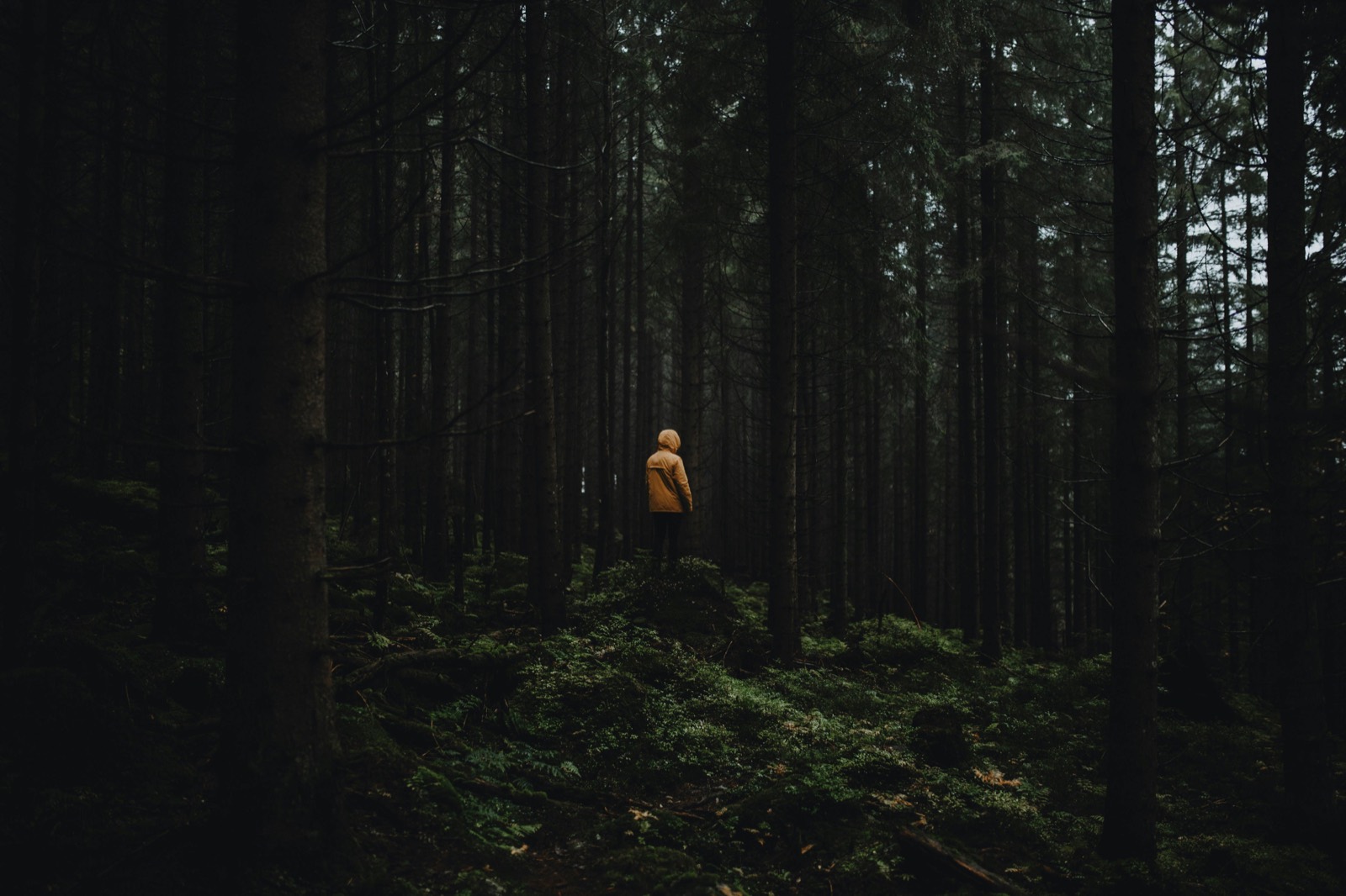 RAUKR, Wald und Stille